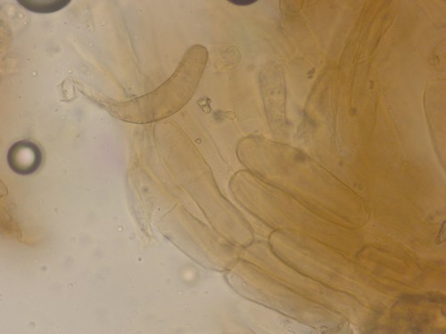 Entoloma hirtum - HDS - 