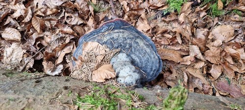 Fomitopsis pinicola - 