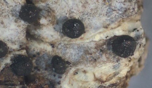 Cucurbitaria - 