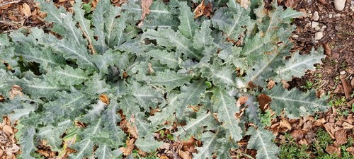 Onopordum acanthium - 