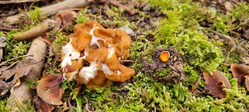 Gyromitra gigas - 