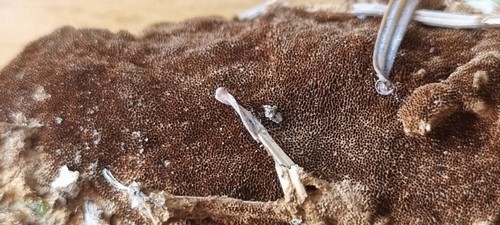Phellinus ferruginosus - 