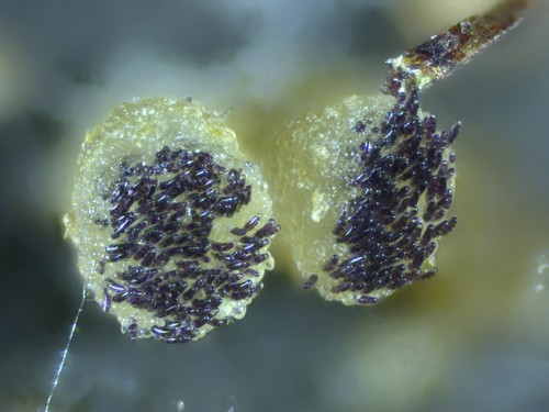 Ascobolus sacchariferus - 