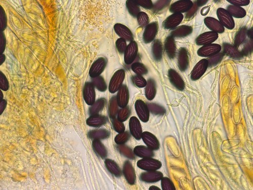 Ascobolus sacchariferus - 