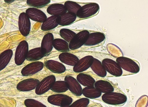 Ascobolus sacchariferus - 