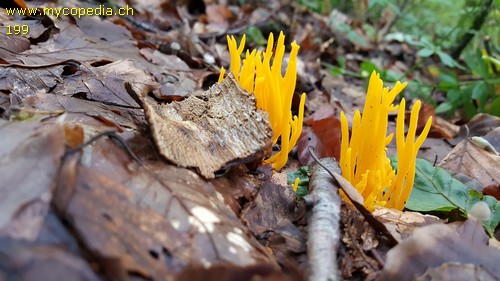 Calocera viscosa - 