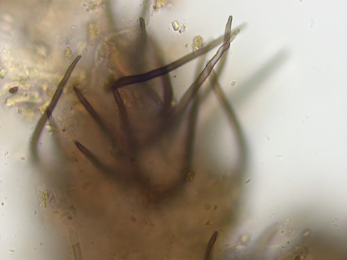 Coniochaeta vagans - Setae - 