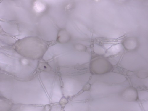 Neuronales Netzwerk - 