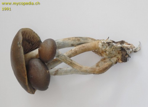 Psilocybe ovoideocystidiata - 