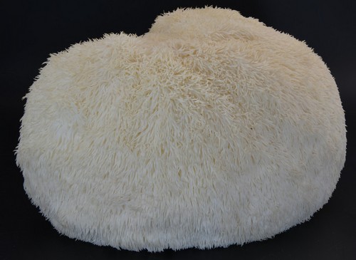 Hericium erinaceus - 