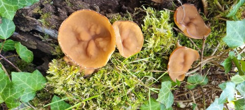 Helvella acetabulum - 