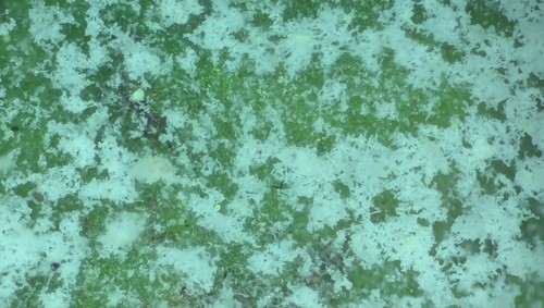 Golovinomyces cynoglossi - 