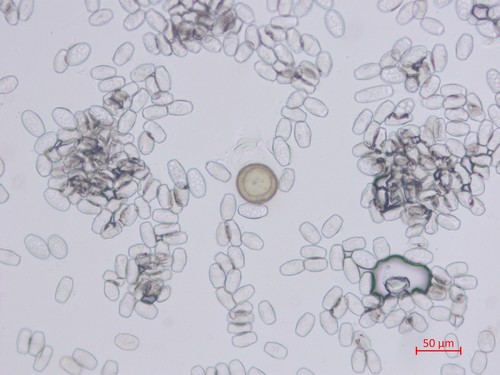 Golovinomyces cynoglossi - 