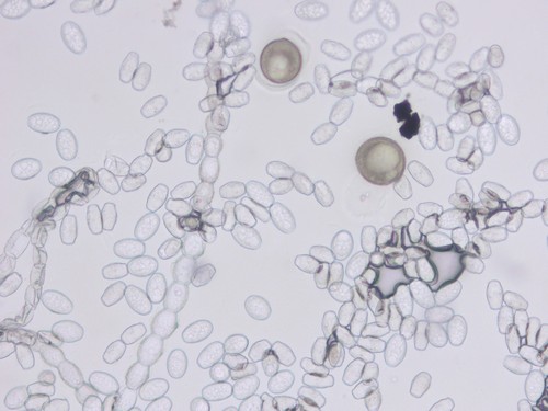 Golovinomyces cynoglossi - 