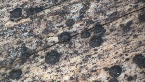 Kirschsteiniothelia aethiops - 