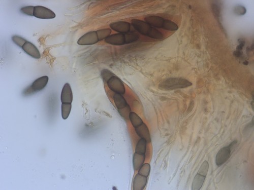 Kirschsteiniothelia aethiops - 