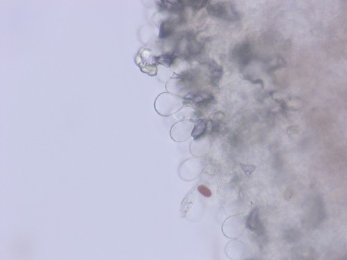 Psathyrella spadiceogrisea - Cheilozystiden - Wasser  - 