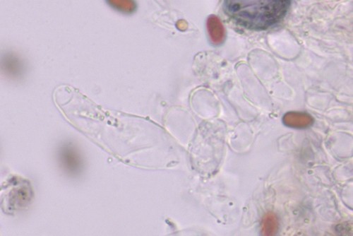 Psathyrella spadiceogrisea - Pleurozystiden - Wasser  - 