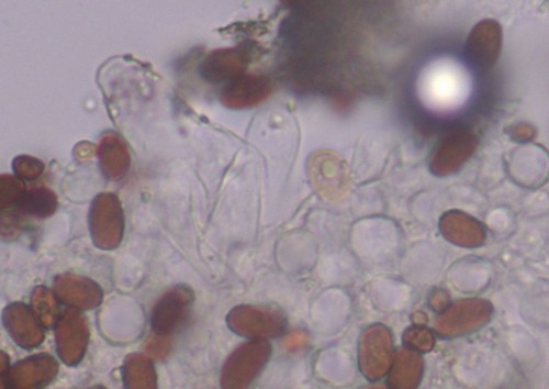 Psathyrella spadiceogrisea - Pleurozystiden - Wasser  - 