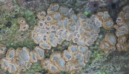 Merismodes anomala - 