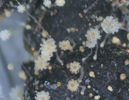 Coprinellus pusillulus - 