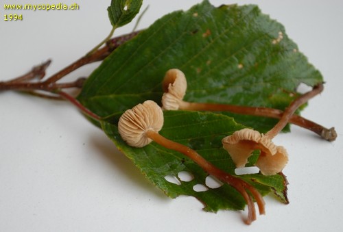 Naucoria amarescens - 