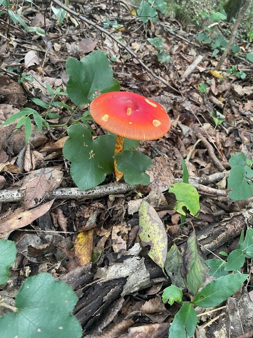 Amanita caesareoides - 