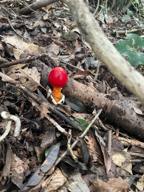 Amanita caesareoides - 