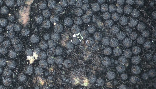 Chaetosphaerella phaeostroma - 