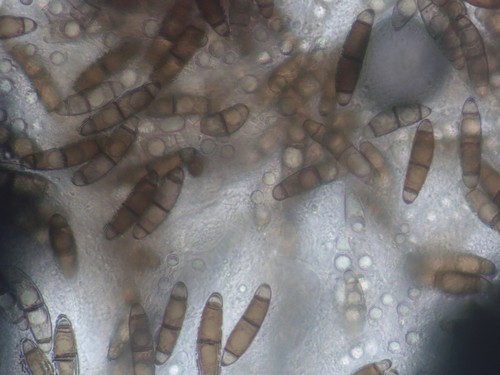 Chaetosphaerella phaeostroma - 