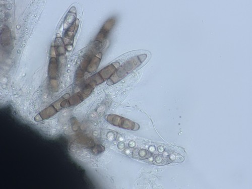 Chaetosphaerella phaeostroma - 