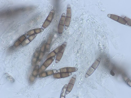 Chaetosphaerella phaeostroma - 