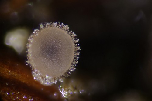 Brunnipila fuscescens - 
