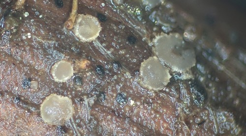 Becherchen auf Rubus - 