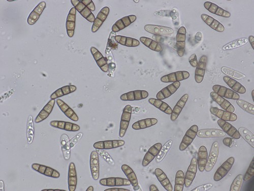 Hysterium acuminatum - 