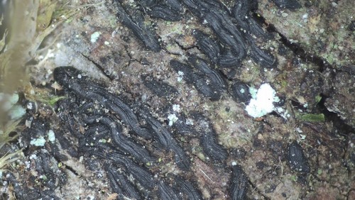Hysterium acuminatum - 