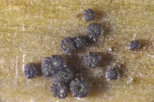 Pyrenopeziza atrata - 