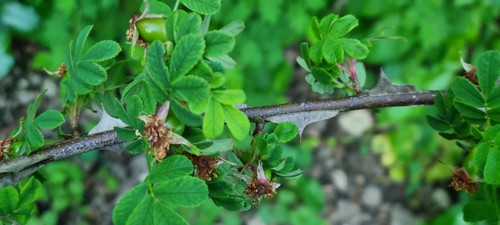 Rosa spinosissima - 