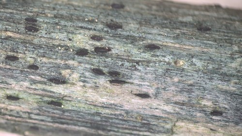 Lophiostoma viridarium - 