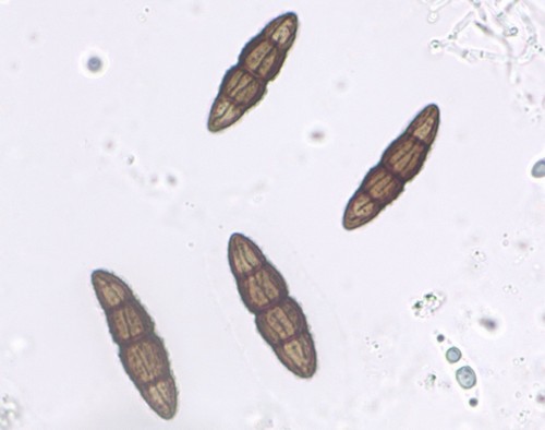 Lophiostoma viridarium - 