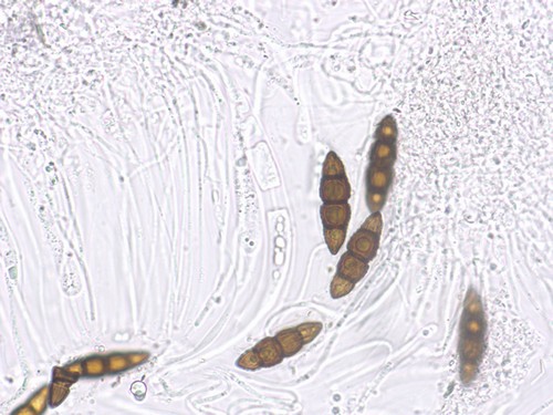 Lophiostoma viridarium - 