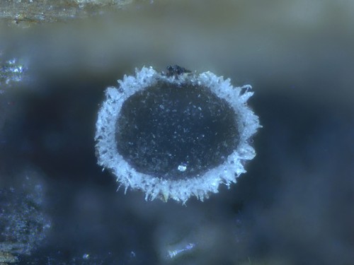 Pyrenopeziza spec. - 