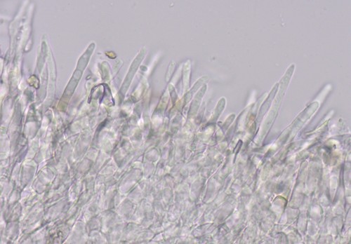 Pyrenopeziza spec. - 