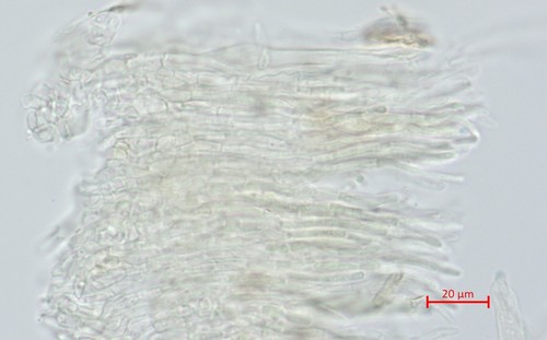 Pyrenopeziza spec. - 