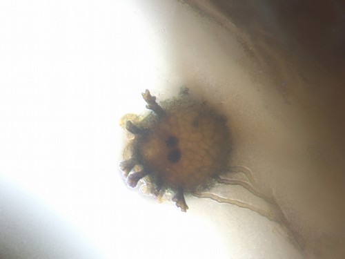 Wentiomyces fimbriatus - 