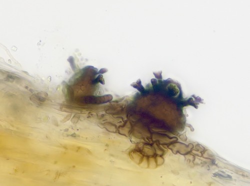 Wentiomyces fimbriatus - 