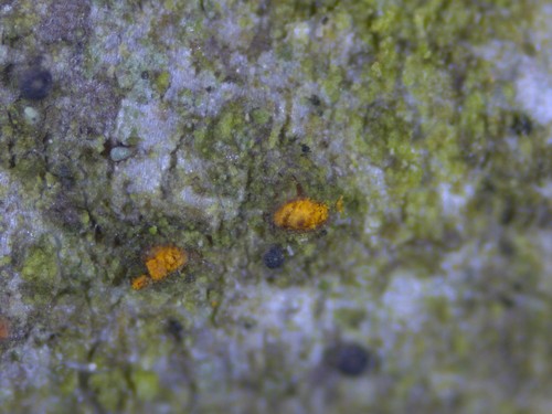 Wuestneia chrysostroma - 