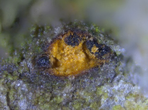 Wuestneia chrysostroma - 