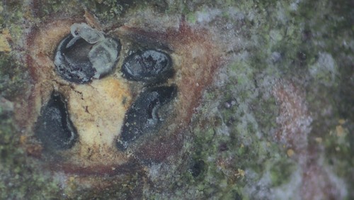 Wuestneia chrysostroma - 