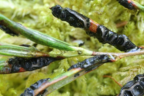 Rhytisma andromedae - 